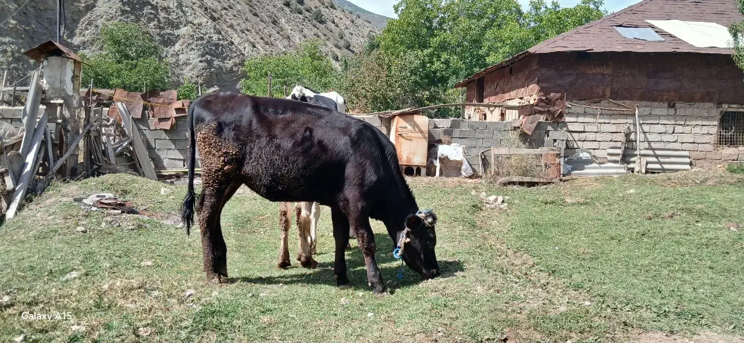 فروش گوساله ماده یک سال و سه ماه|حیوانات مزرعه|مهدی شهر, |دیوار