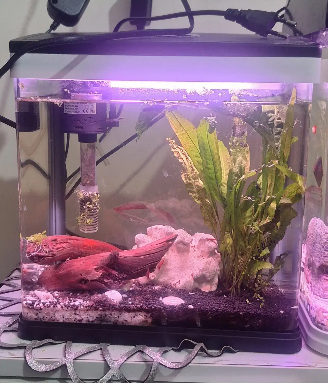 اکواریم شرکتی کوچیک|ماهی|سنندج, |دیوار