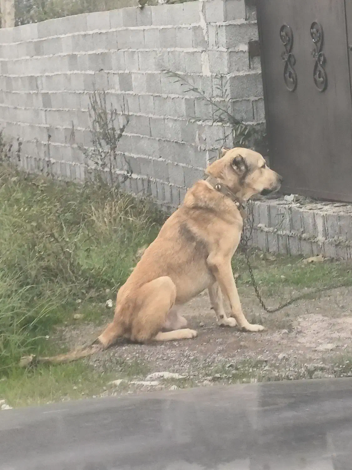 سگ نگهبان|سگ|رشت, حومه رشت|دیوار