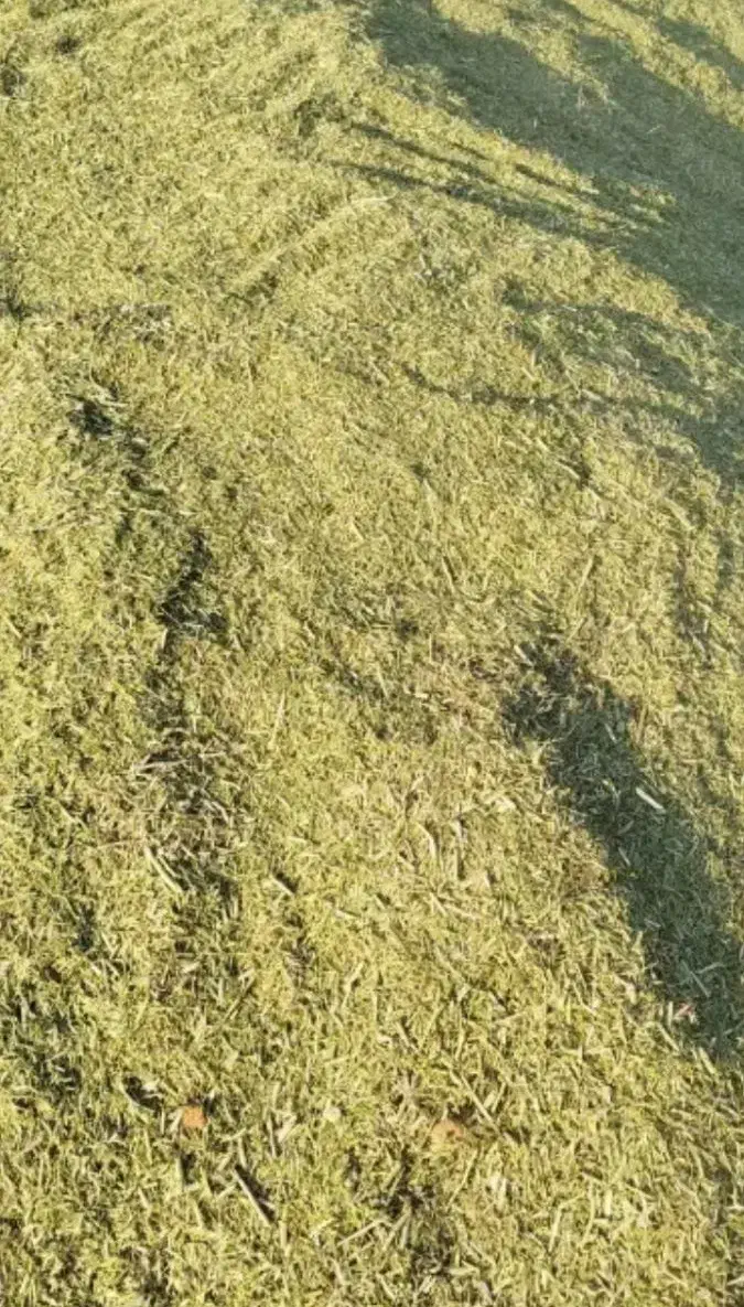 خار|لوازم جانبی حیوانات|رضویه, |دیوار