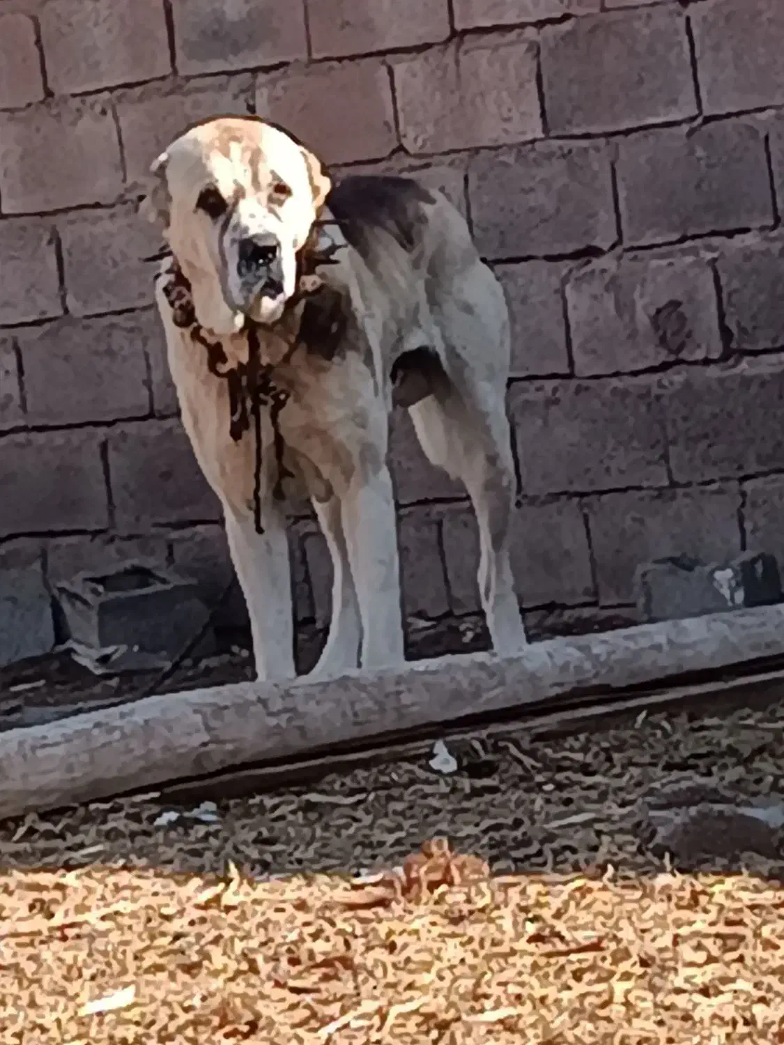 سگ گله ۳سال نیم|سگ|نیشابور, حسین آباد جدید|دیوار