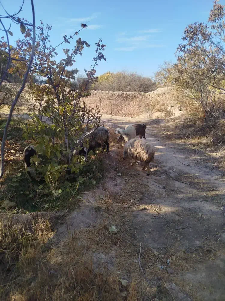 گوسفندوبز همراه کهره فروشی|حیوانات مزرعه|ماهان, |دیوار