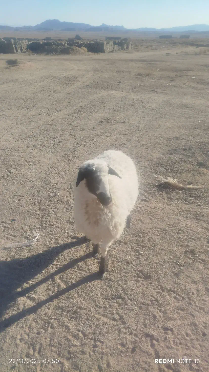 یه عدد بره ماده قیمت 14میلیون|حیوانات مزرعه|زاهدان, |دیوار