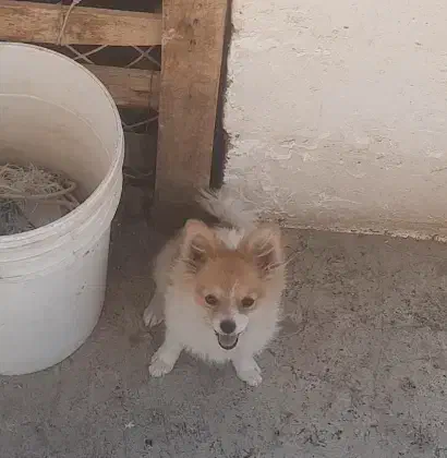 پامرین خرسی|سگ|وحیدیه, |دیوار