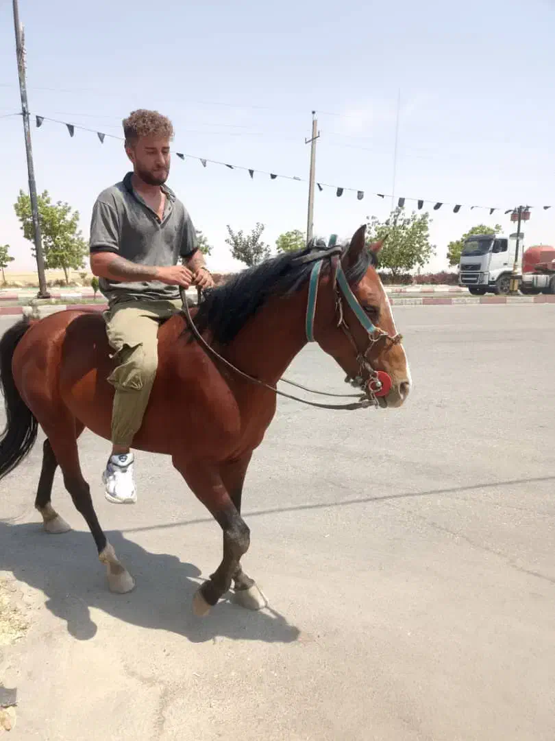 فروش اسب|اسب و تجهیزات اسب‌سواری|کرفتو, |دیوار