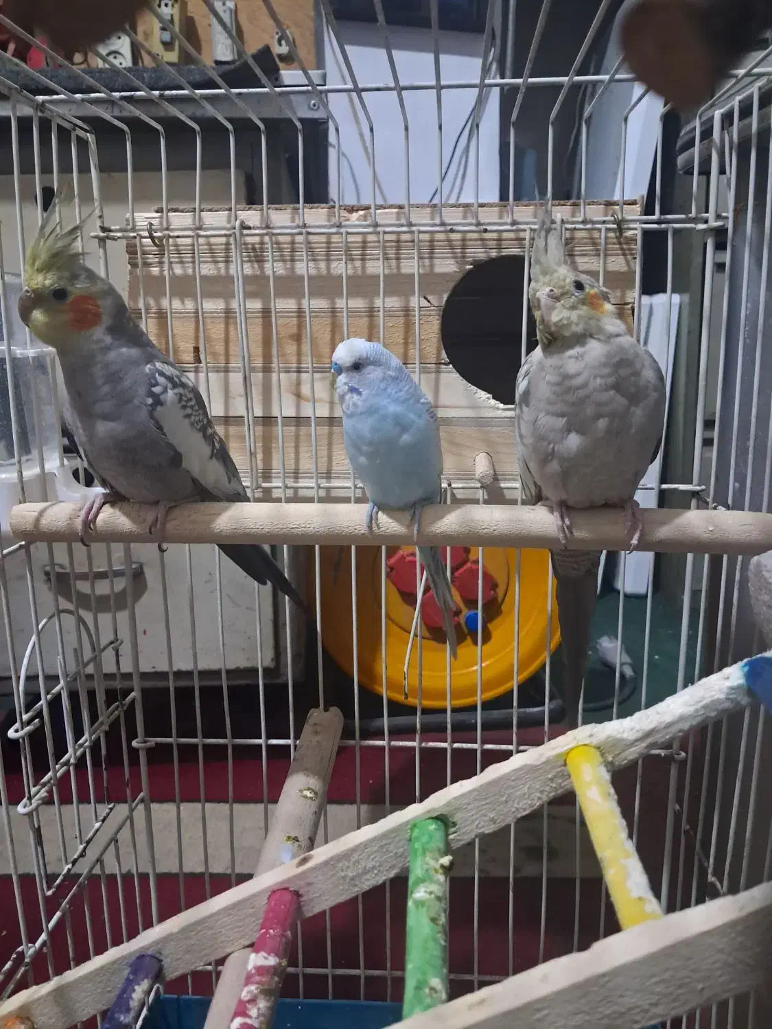 یه جفت عروس هلندی ویک عدد مرغ عشق|پرنده|تهران, زرگنده|دیوار