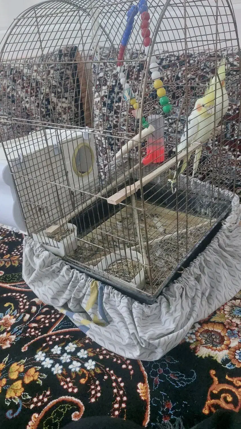 یک جفت عروس هلندی نر و ماده|پرنده|طبس, |دیوار