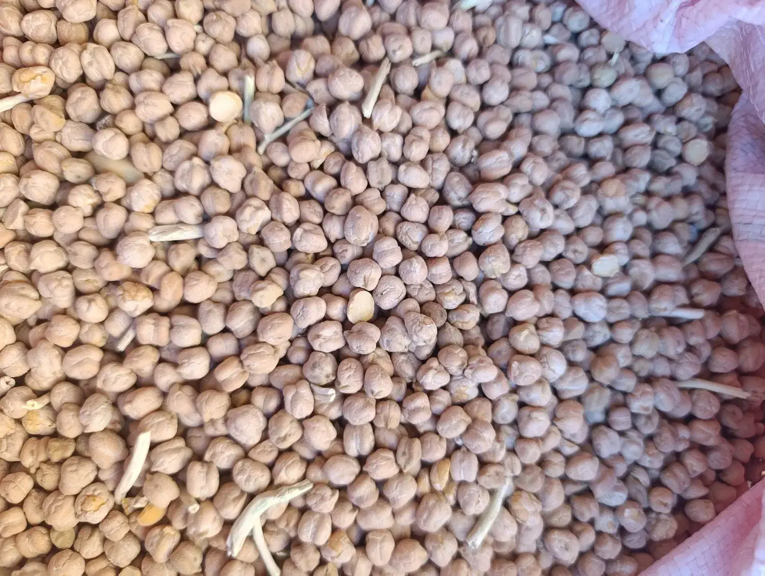 نخود درجه 1امسال|خوردنی و آشامیدنی|موچش, |دیوار