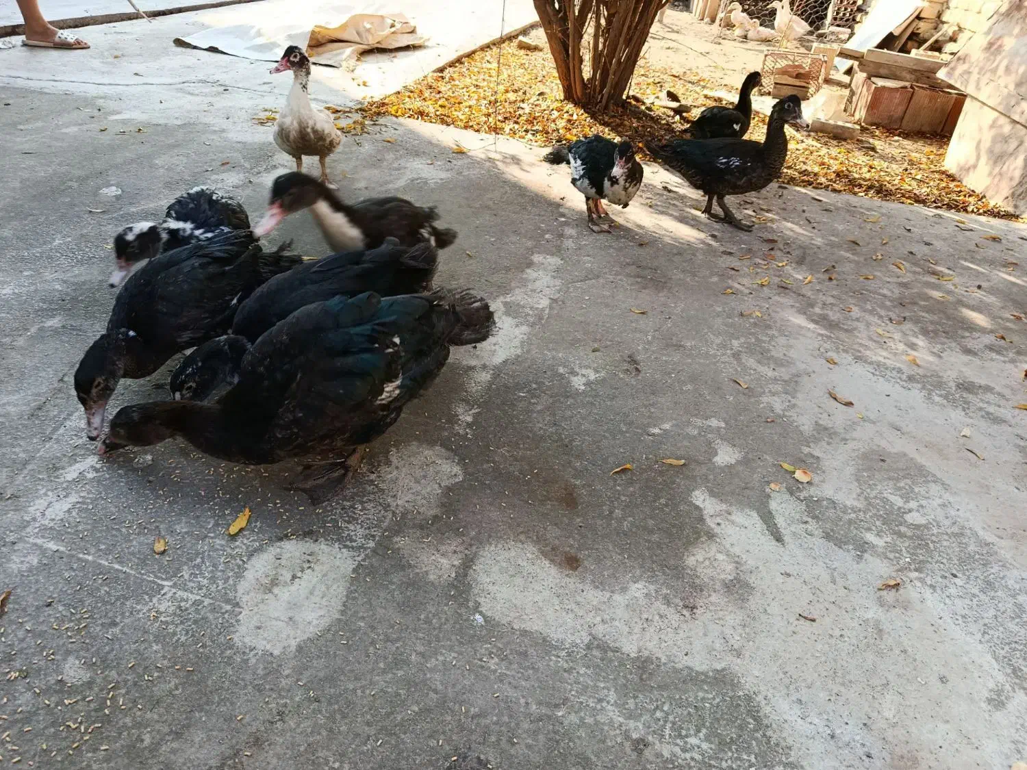 فروش فوری اوردک اسراعیلی|حیوانات مزرعه|گمیشان, |دیوار