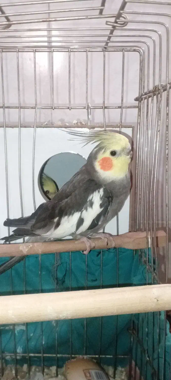 جفت عروس هلندی سخنگو|پرنده|قم, باغ کرباسی|دیوار