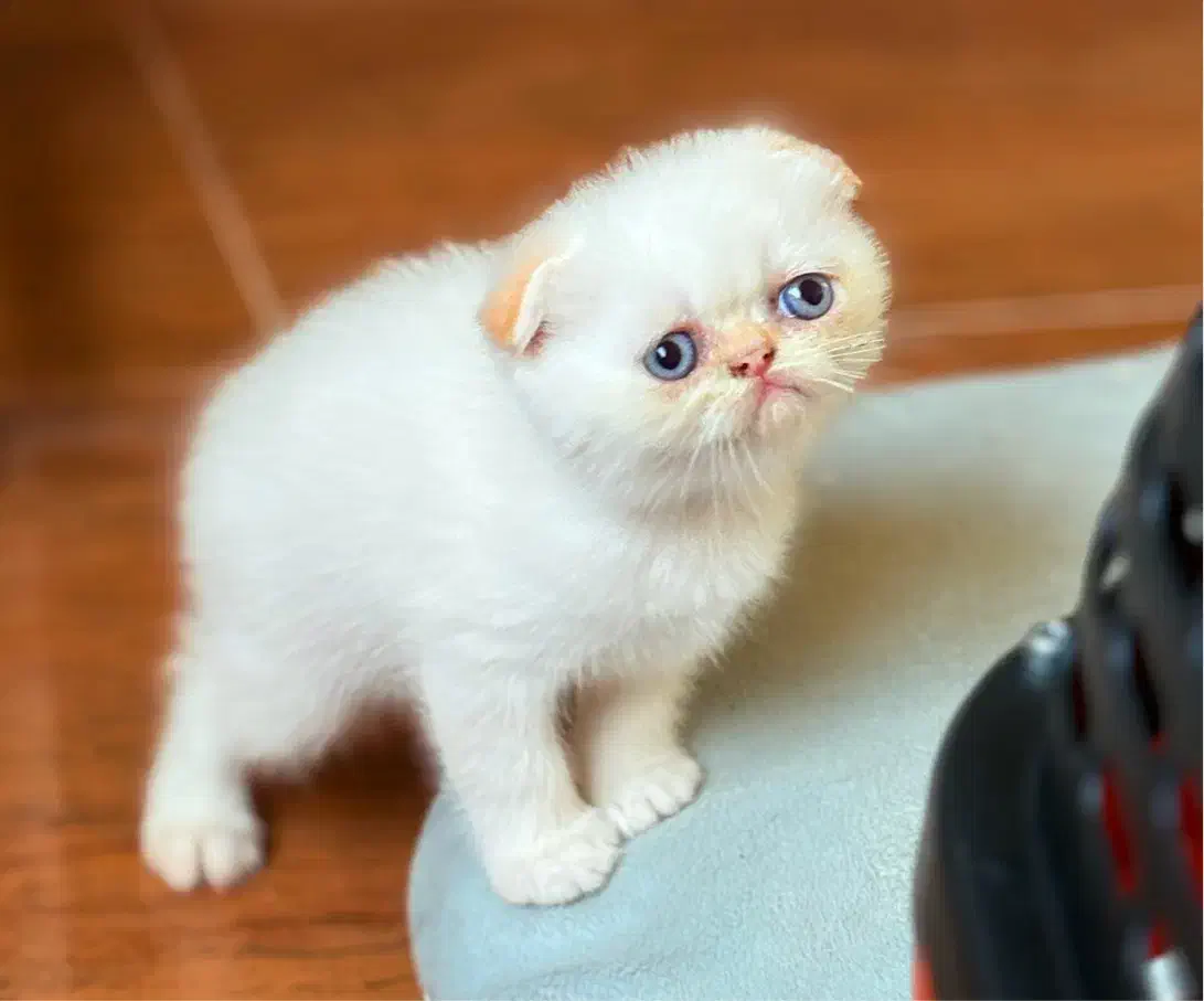 بریتیش شورت هیر|گربه|رشت, منظریه|دیوار