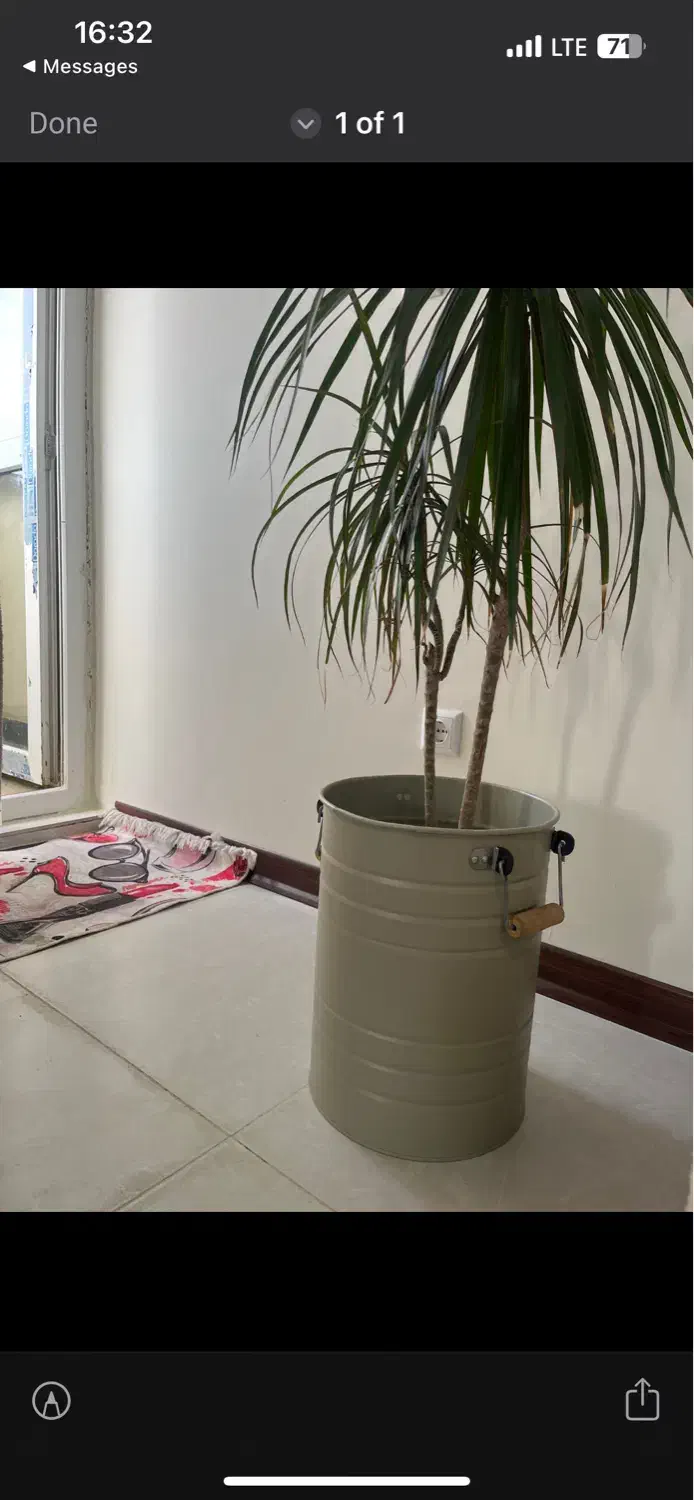 گلدان سطلی فلزی|گل و گیاه طبیعی|کرمانشاه, |دیوار