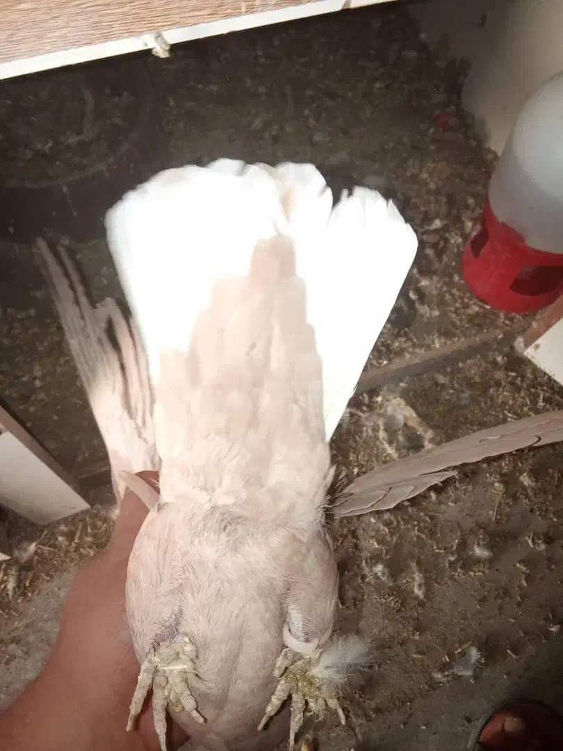 زرد دوم سفید گوهگ|پرنده|رفسنجان, |دیوار