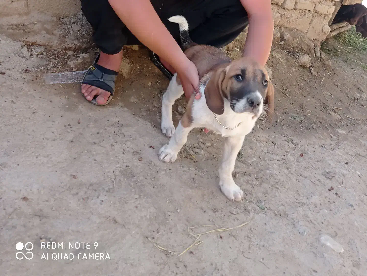 توله دنبلانی ۶ ماه|سگ|مینودشت, |دیوار