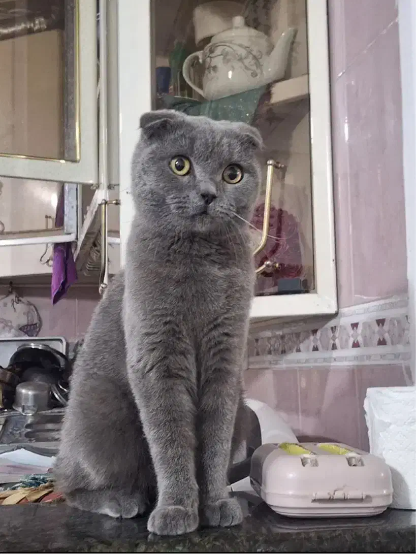 گربه اسکاتیش فولد بلو نر «گوش فولد واقعی»|گربه|کرمان, |دیوار