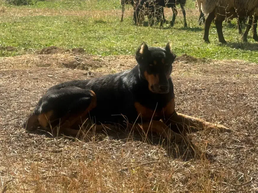 سگ دوبرمن ۱ساله ماده|سگ|دماوند, گیلاوند|دیوار