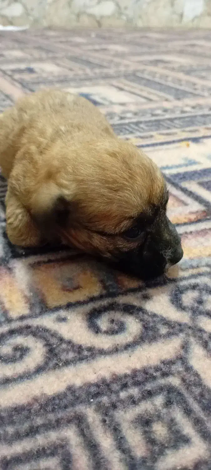 واگزاری توله پاکوتا عروسکی|سگ|نوشهر, |دیوار