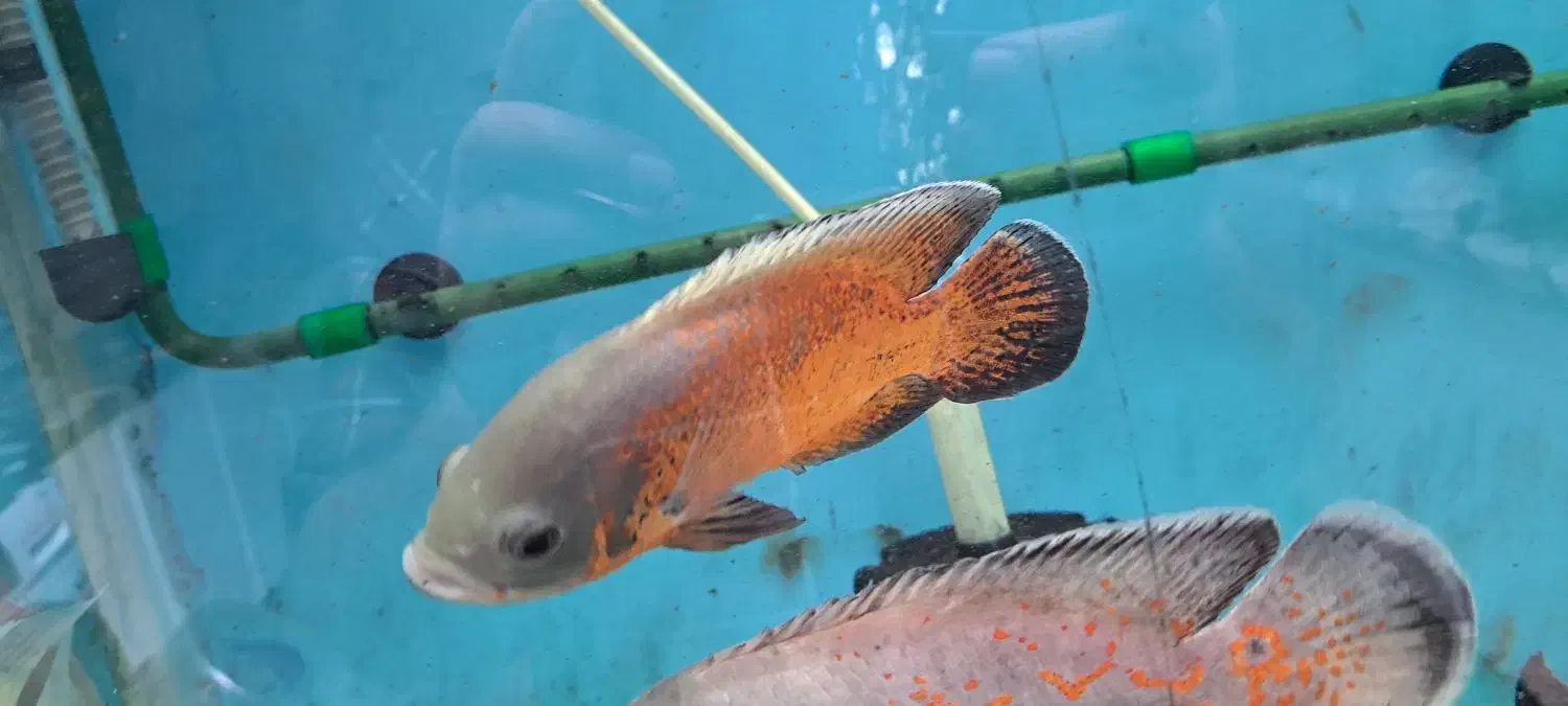 ماهی اسکار ردسورم دالر فوکوس شکاری|ماهی|فلاورجان, |دیوار