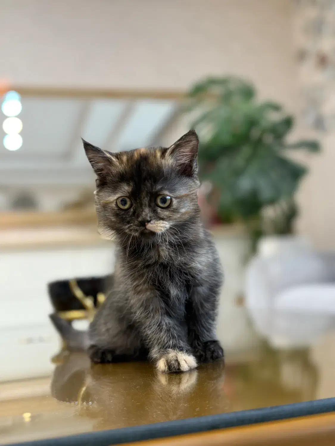 واگذاری بریتیش شورت هیر|گربه|گنبد کاووس, |دیوار