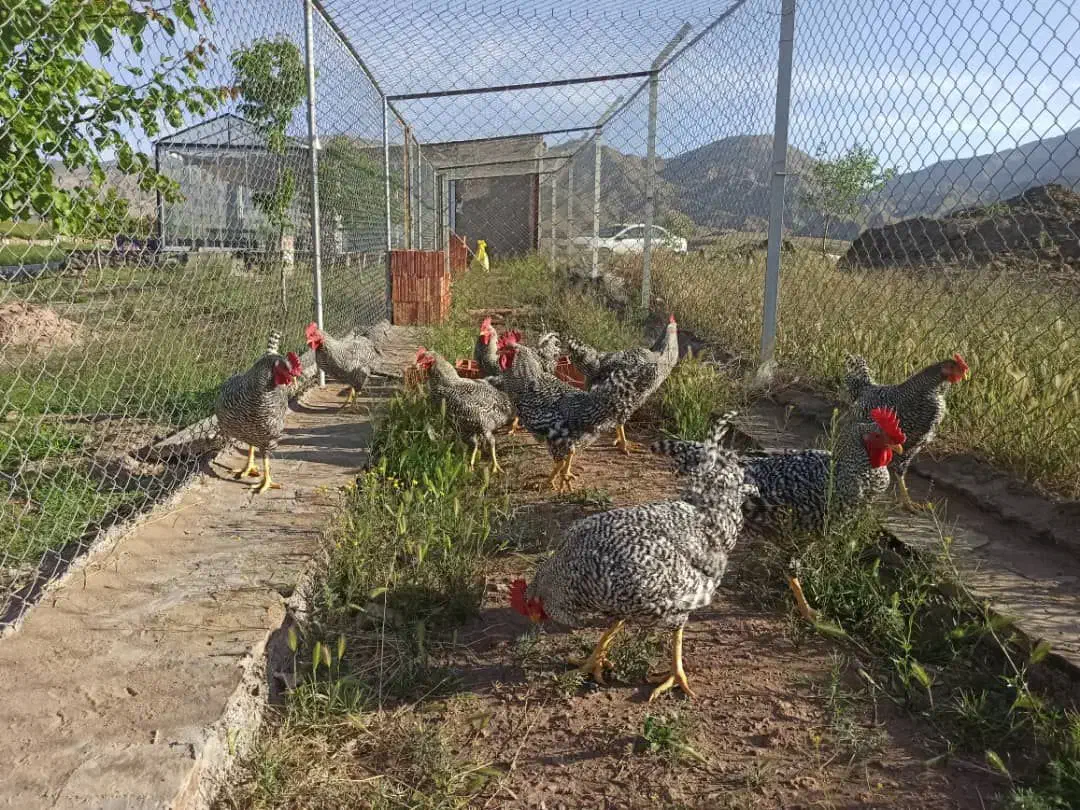 تخم مرغ نطفه دار نژاد های خاص و خوراکی|حیوانات مزرعه|کرمان, |دیوار