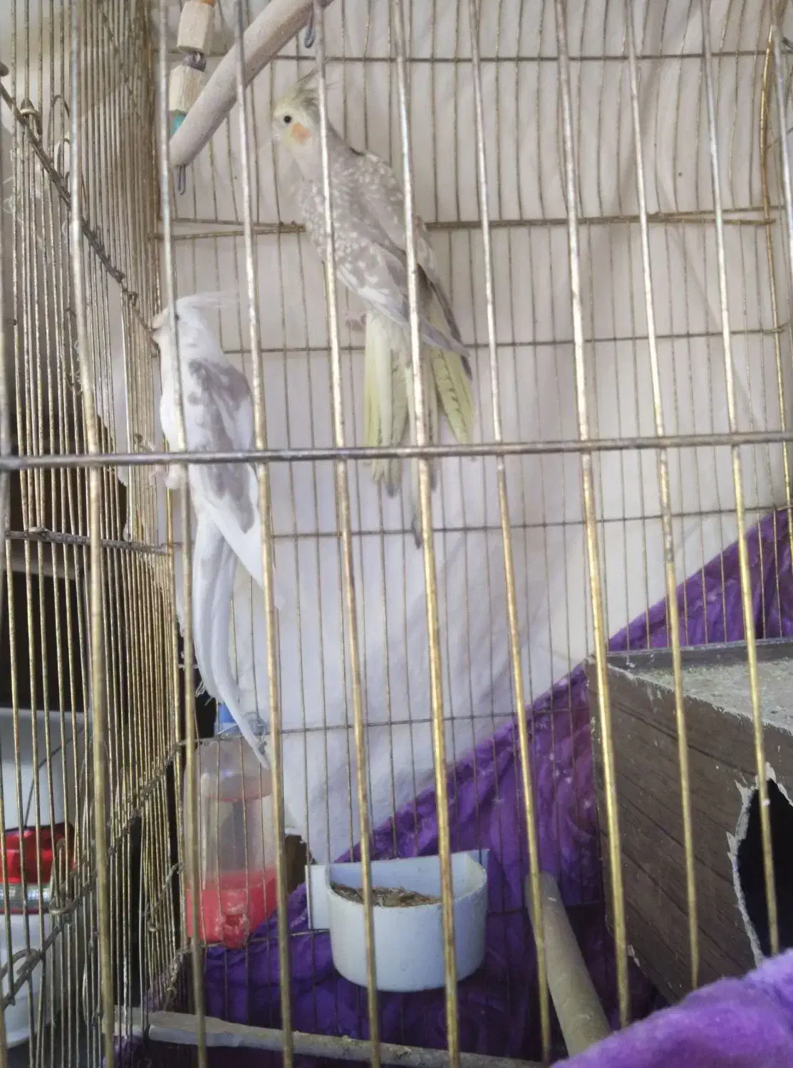 عروس هلندی|پرنده|ایوان, |دیوار