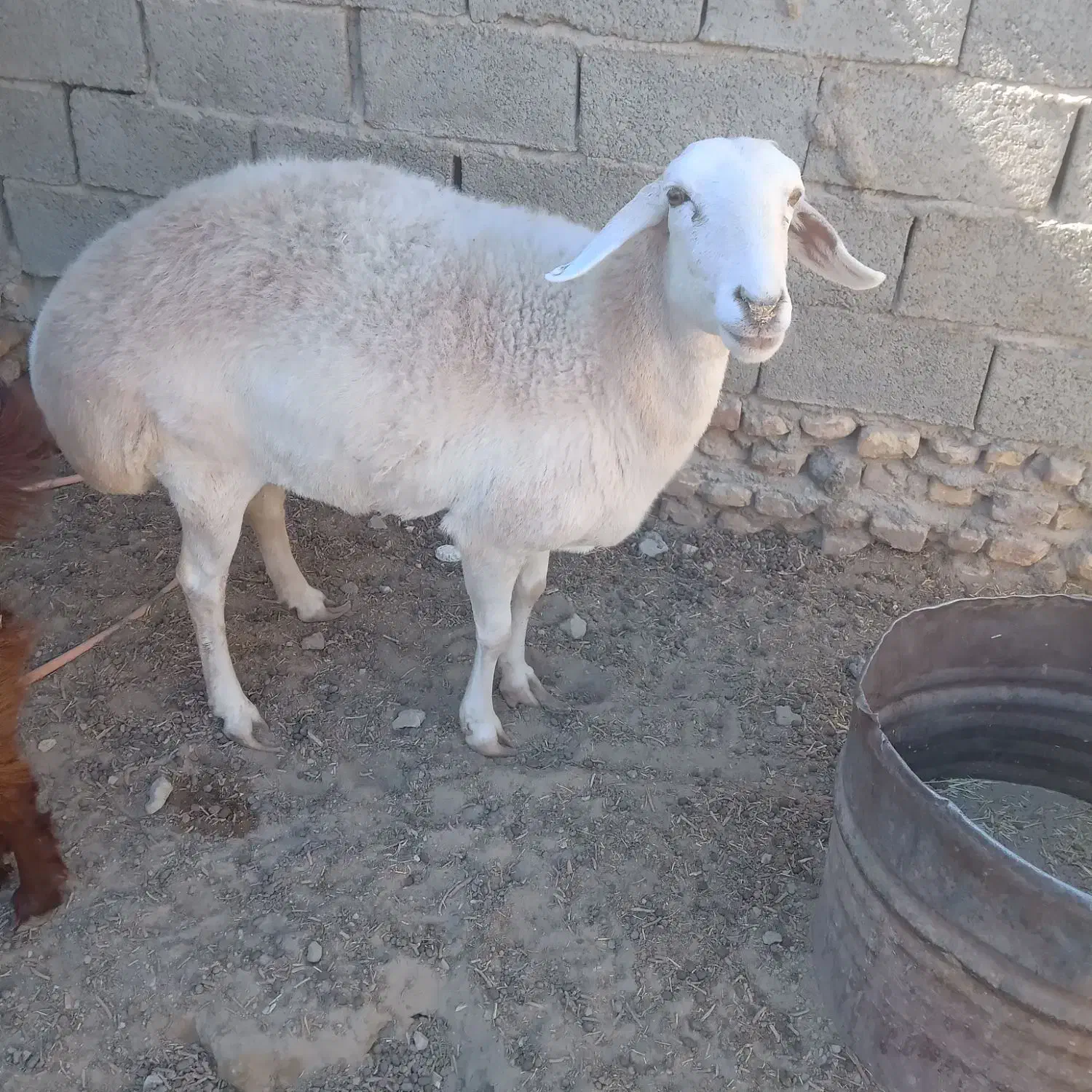 یک عددگوسفندوبز|حیوانات مزرعه|هامون, |دیوار