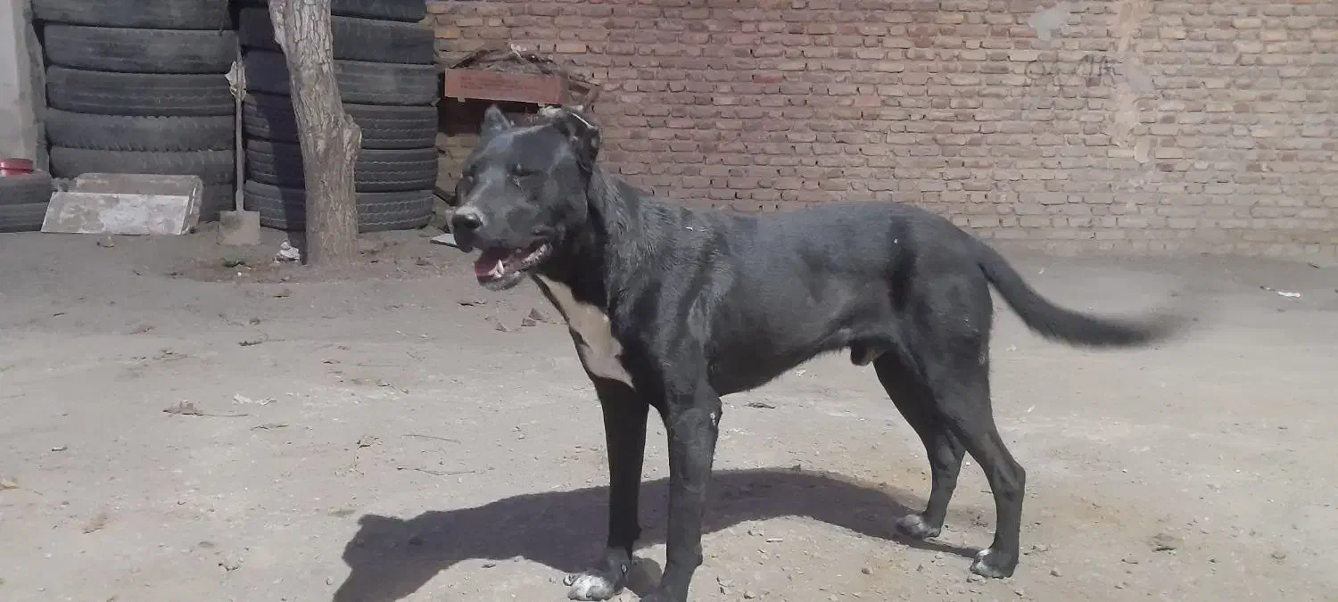 سگنر|سگ|بهار, |دیوار