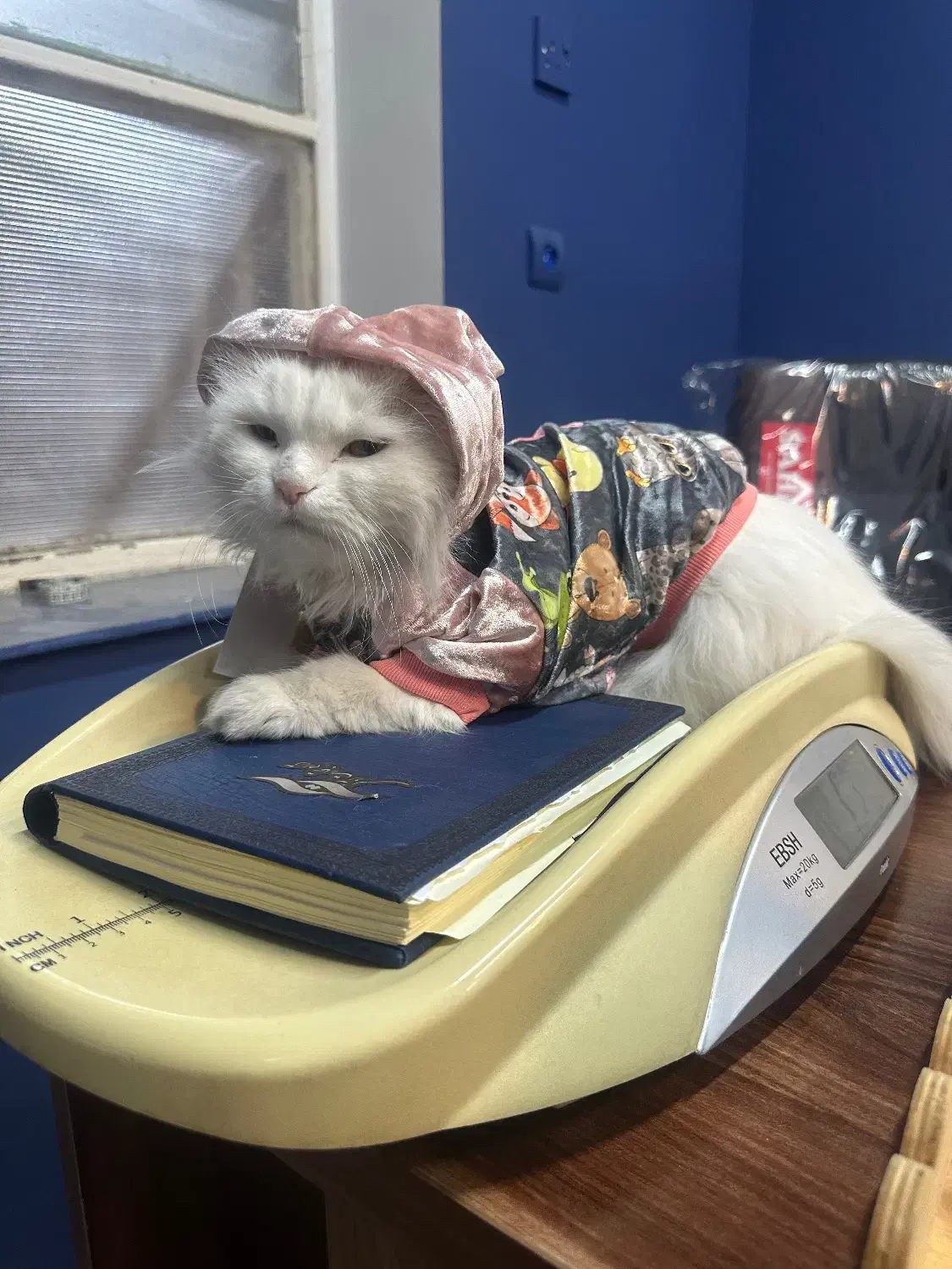 واگذاری گربه پرشین|گربه|دزفول, |دیوار