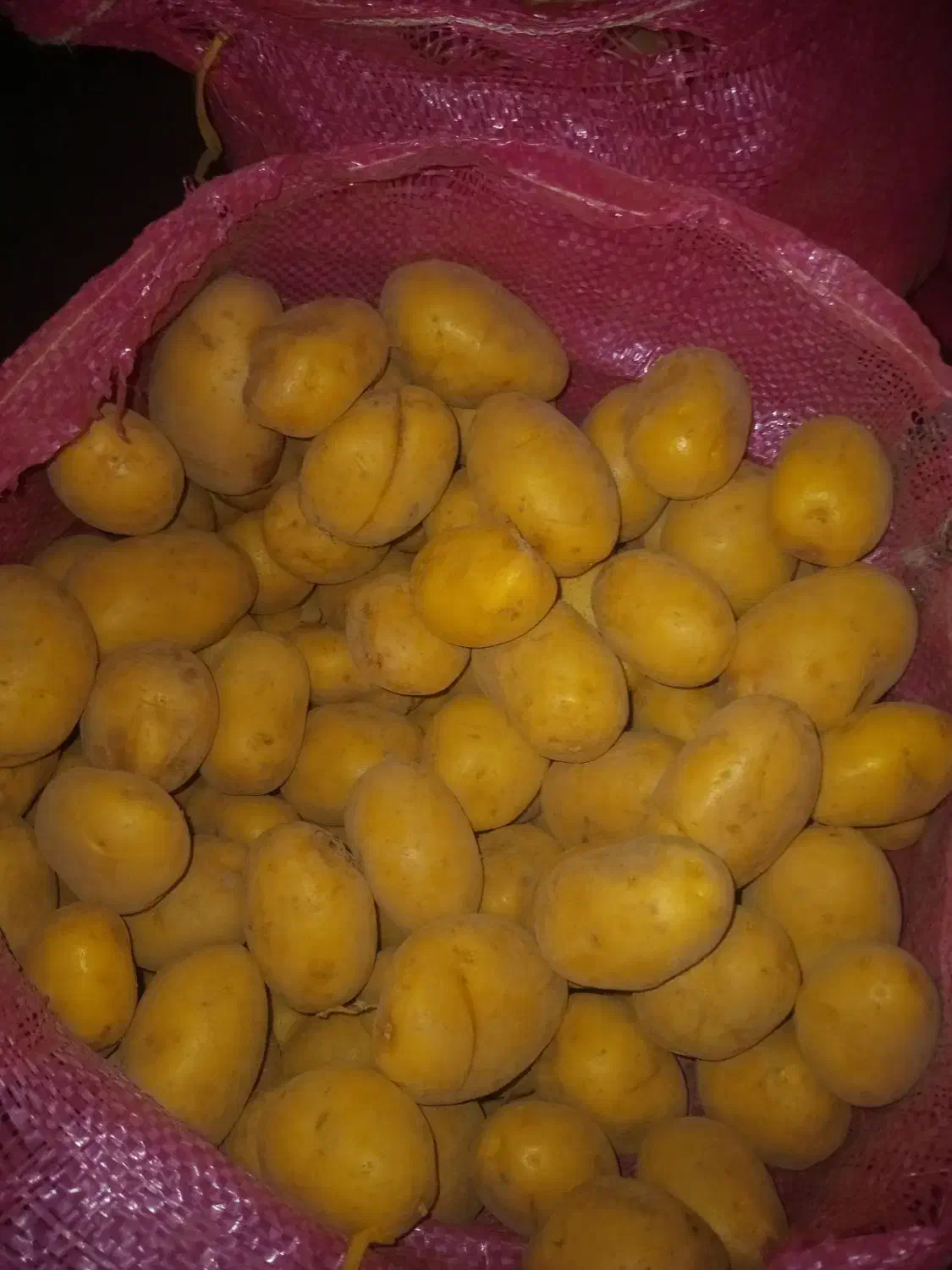 سیب کلومبا درجه یک|خوردنی و آشامیدنی|چادگان, |دیوار