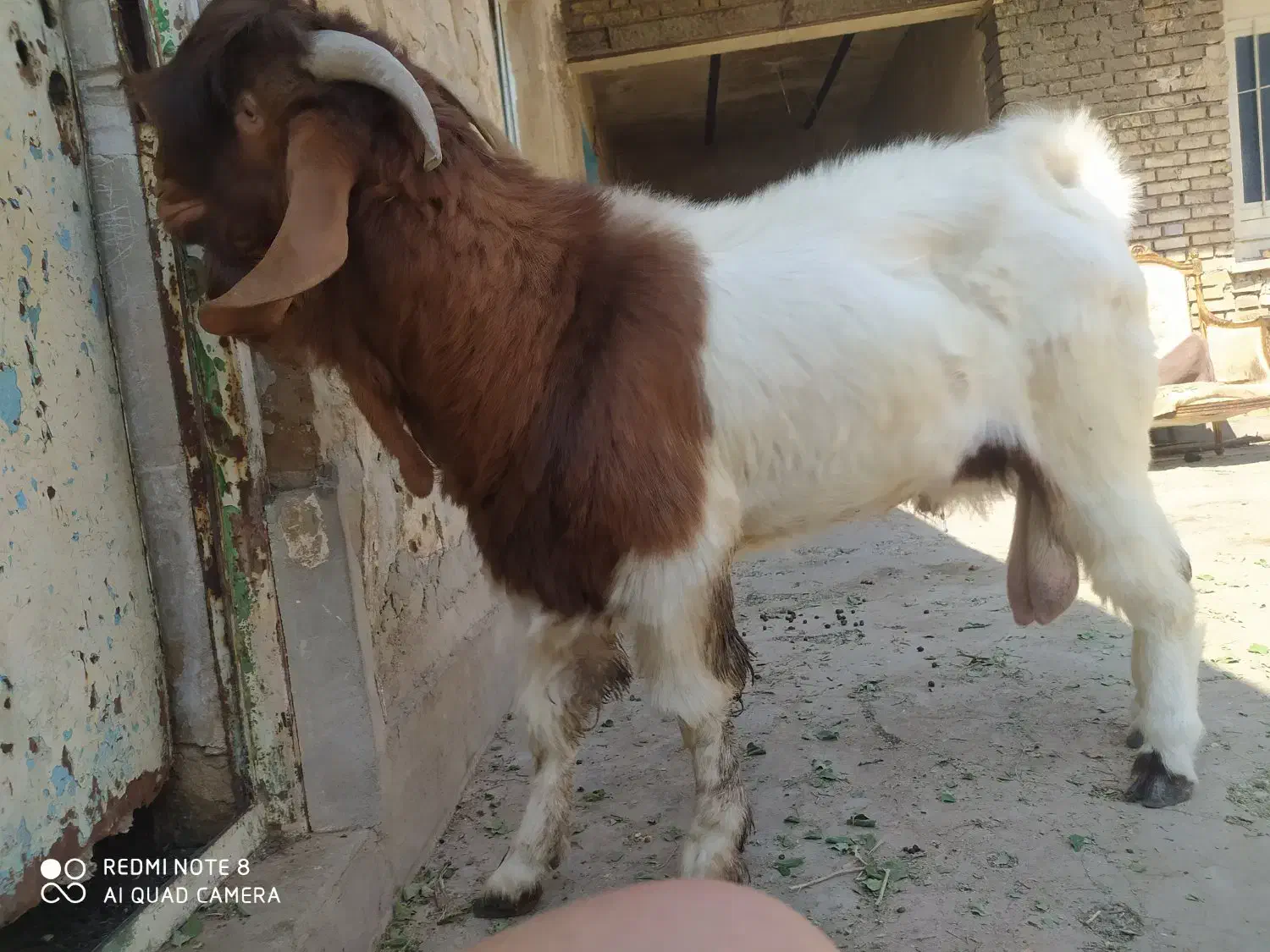 بیگ نر داشتی|حیوانات مزرعه|مسجد سلیمان, |دیوار