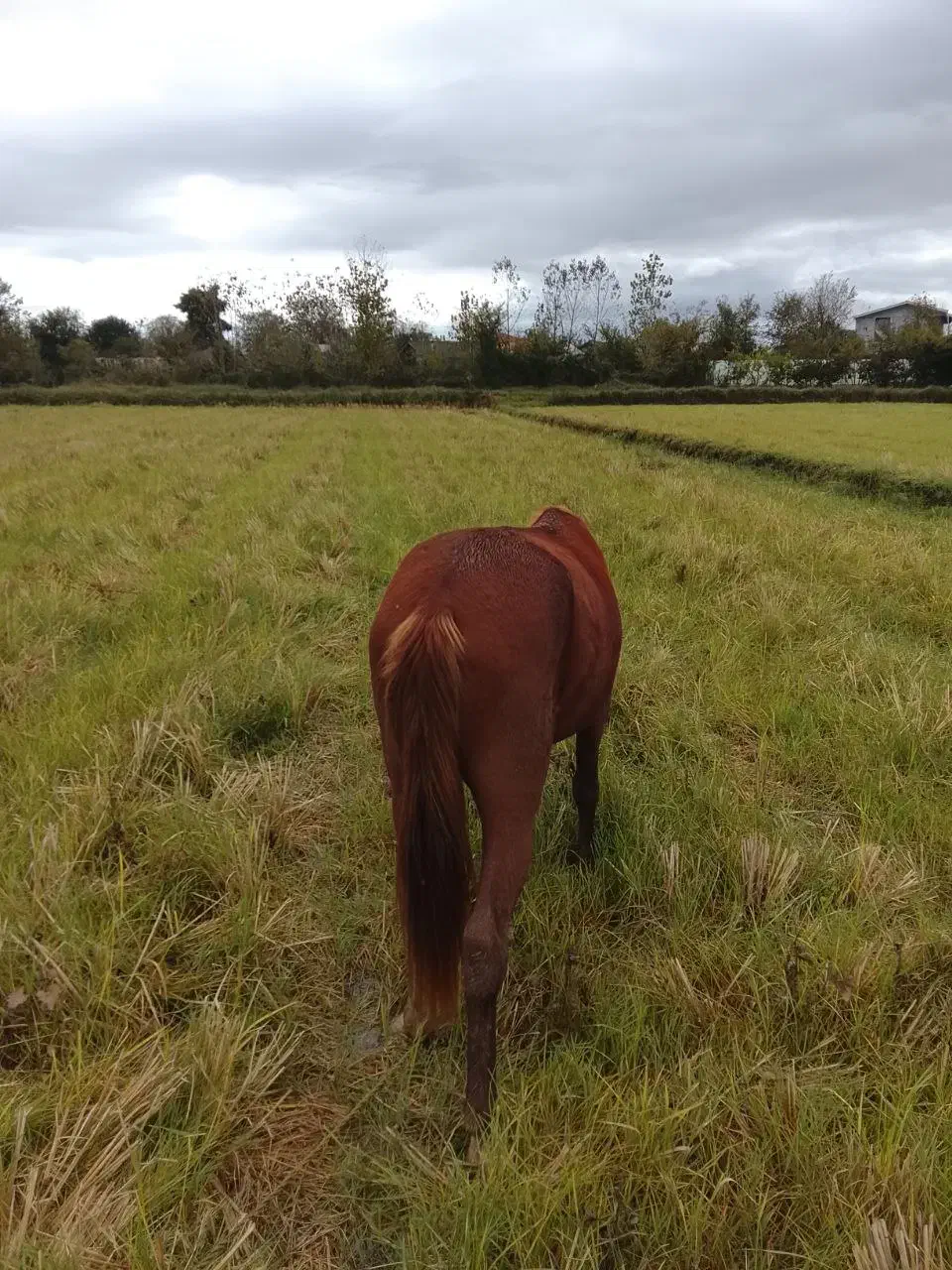 اسب نر کرُند ۴ ساله|اسب و تجهیزات اسبسواری|رودسر, |دیوار