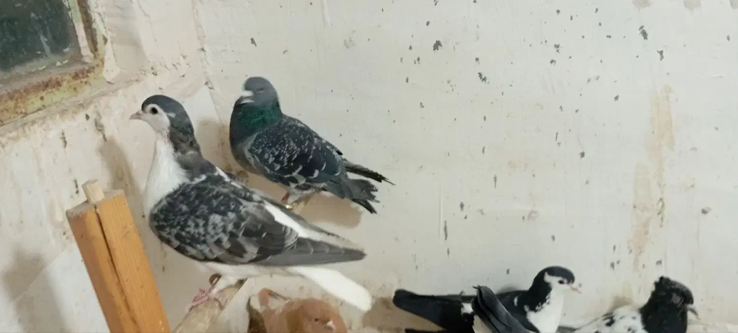 کفتر هوایی ۱۲تا|پرنده|تربتحیدریه, بالا ولایت|دیوار