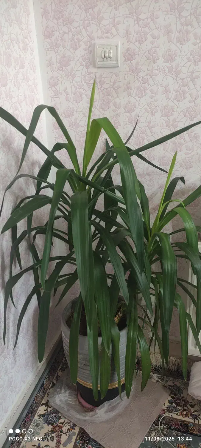 گل طبیعی زیبا وسرحال|گل و گیاه طبیعی|جوانرود, |دیوار