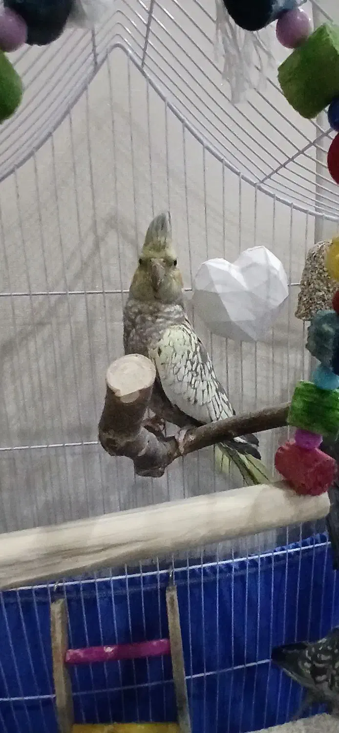 عروس هلندی|پرنده|ری, حمزه‌آباد|دیوار