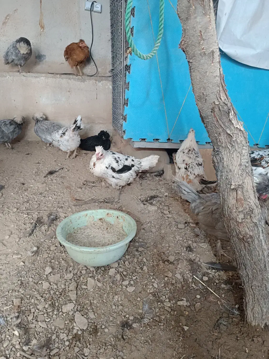 فروش مرغ لری|حیوانات مزرعه|خرقان, |دیوار