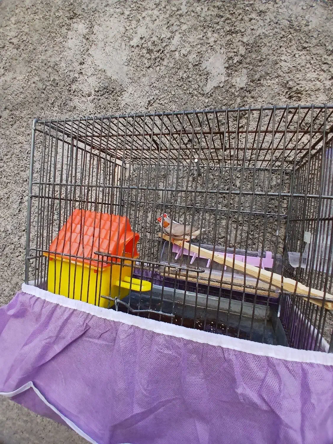 فنچ سرحال|پرنده|کوهدشت, |دیوار