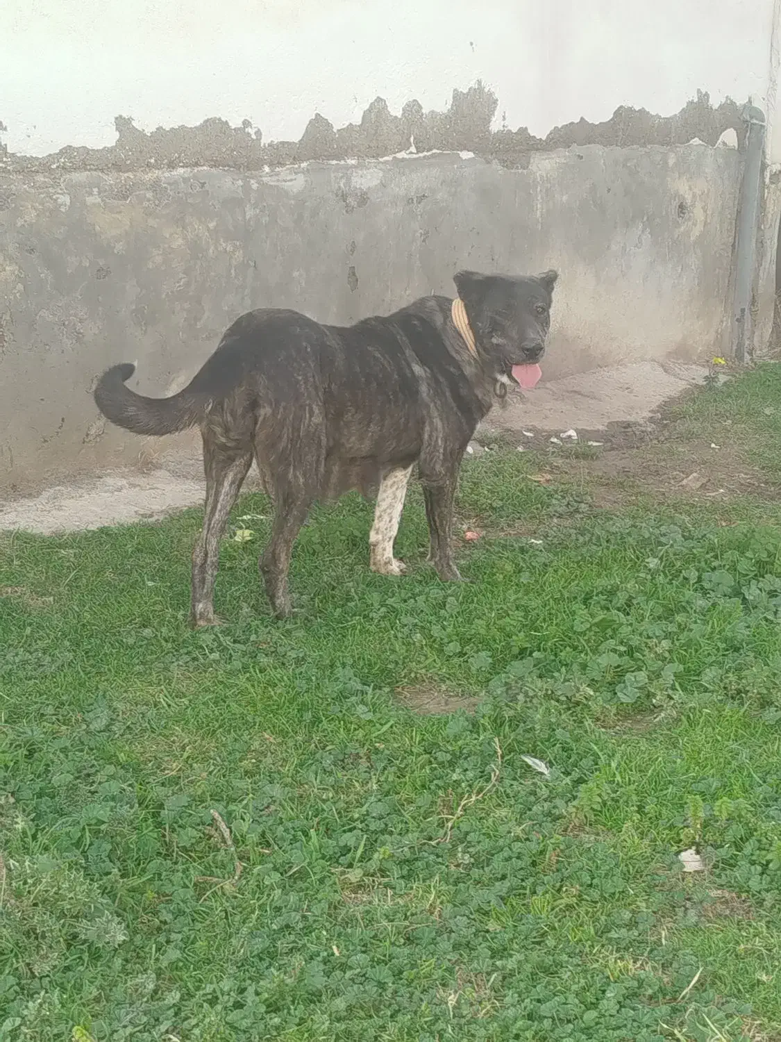 ماده|سگ|بندر ترکمن, |دیوار