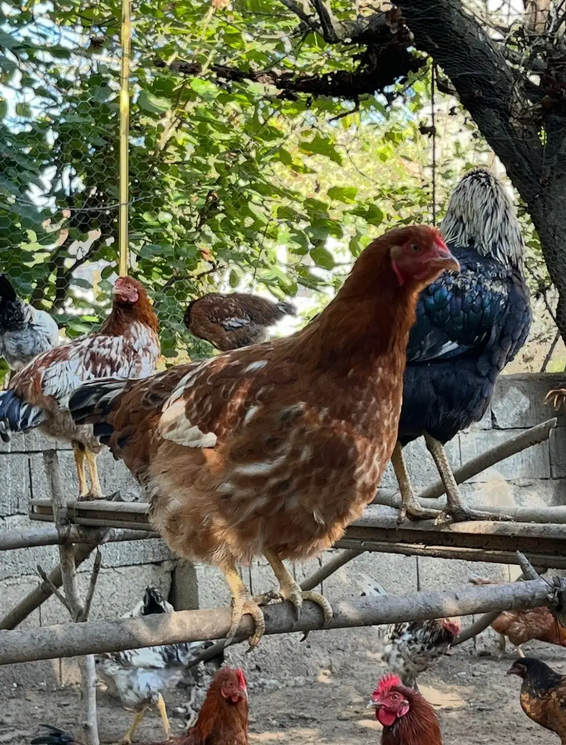 مرغ و خروس محلی|حیوانات مزرعه|کلاردشت, |دیوار