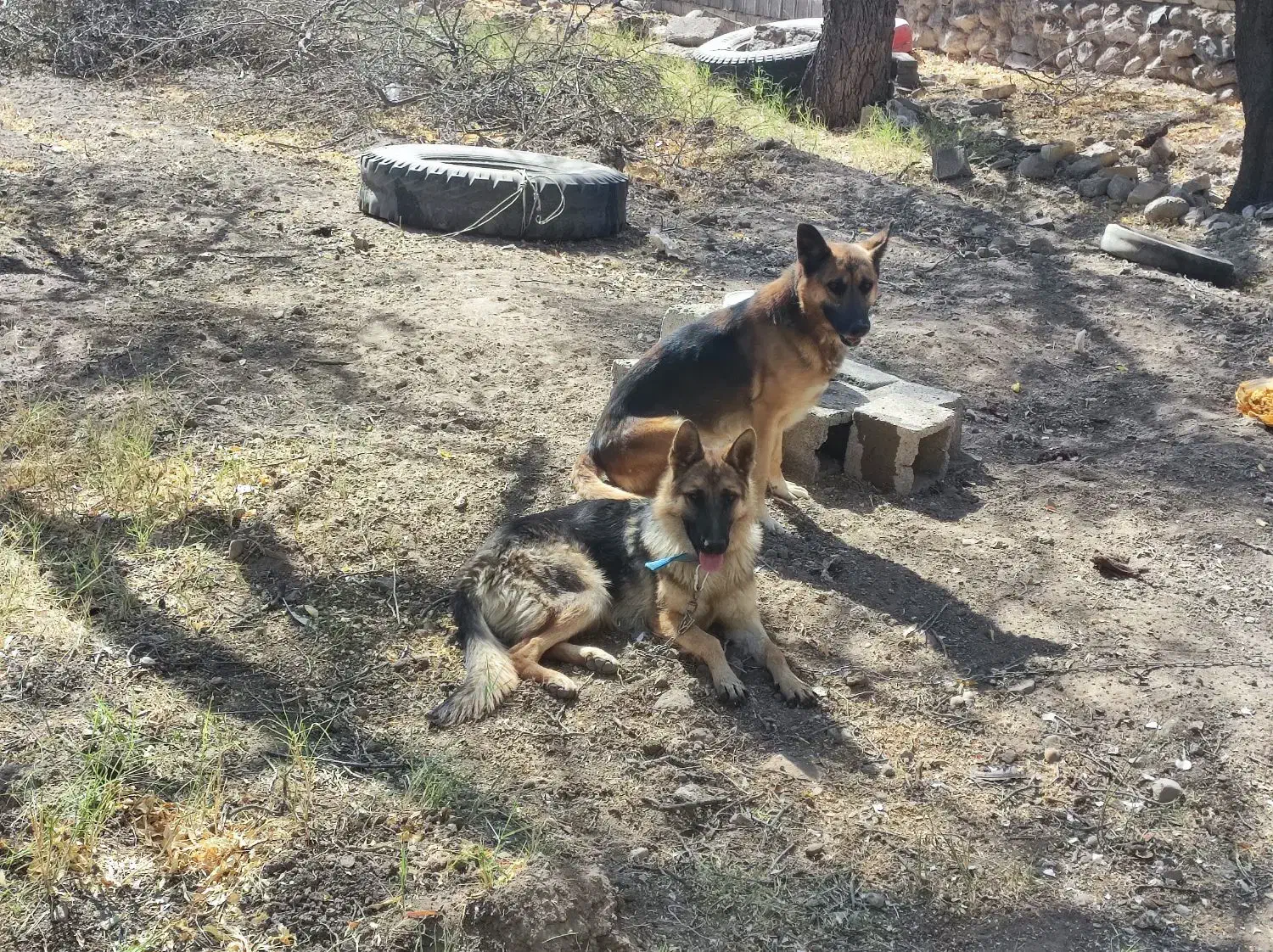 یک جفت سگ ژرمن گم شده|سگ|پاریز, |دیوار