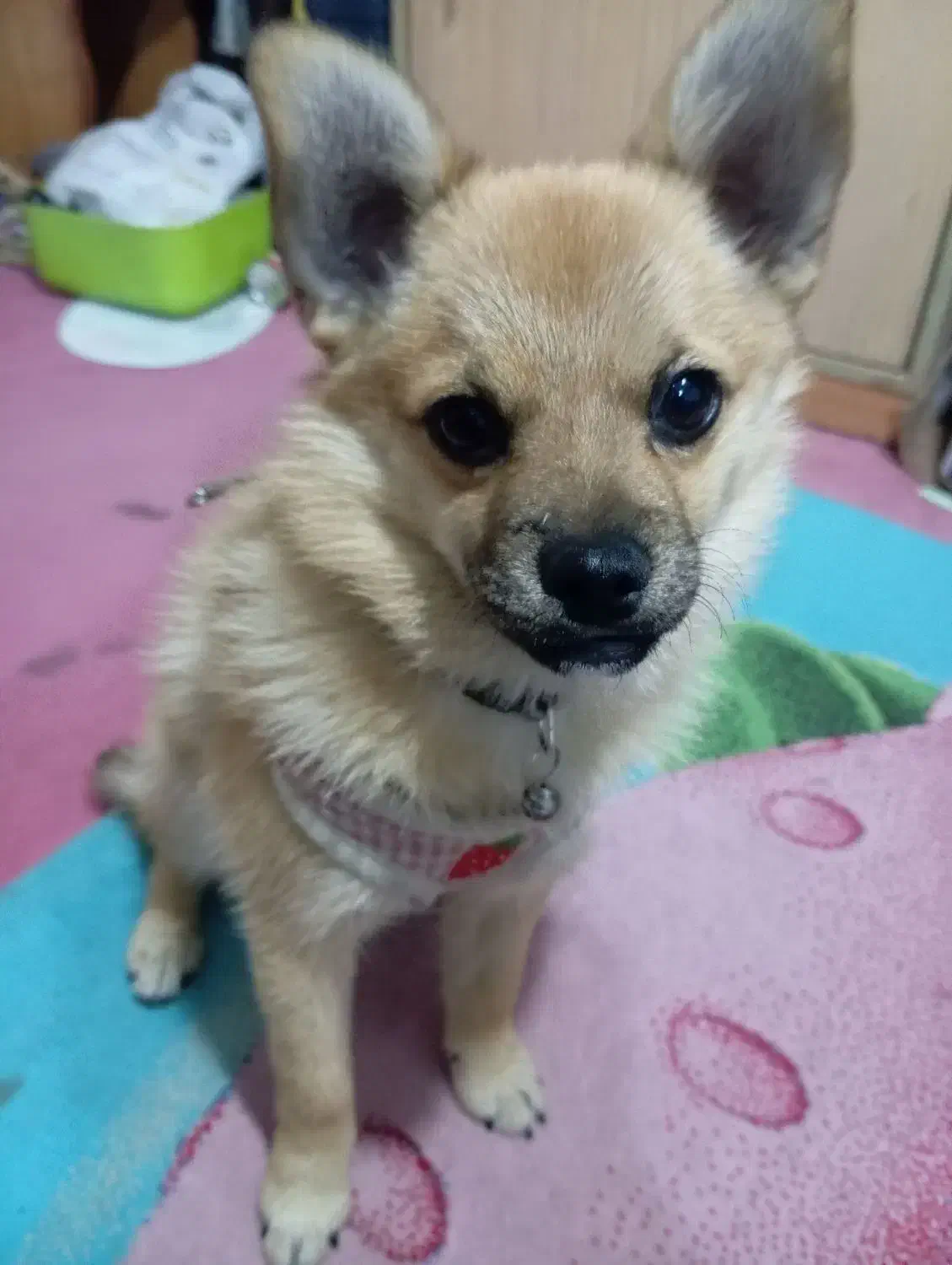 واگذاری سگ پامر ۶ماه ماده|سگ|فولادشهر, مسکن مهر فولادشهر|دیوار