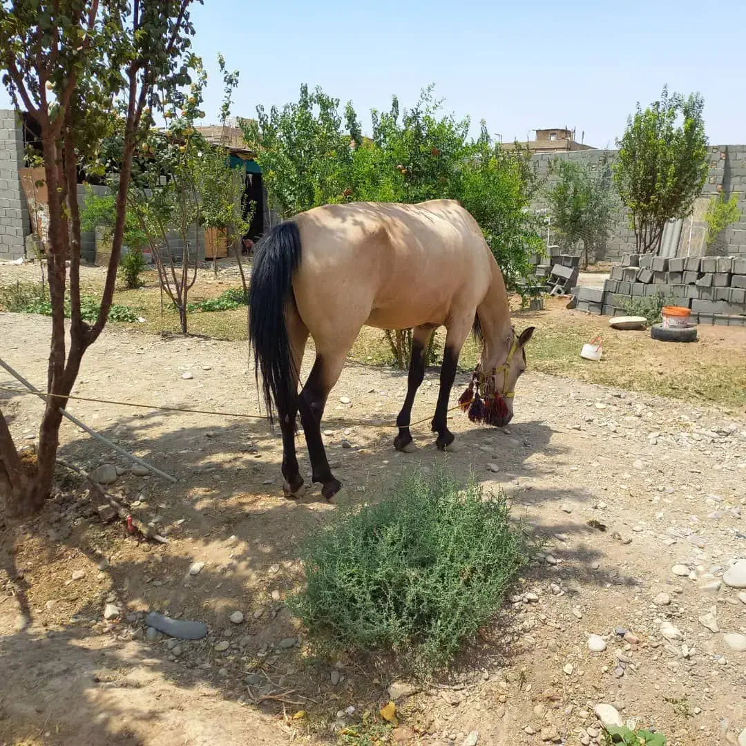 اسب مادیون|اسب و تجهیزات اسب‌سواری|کاشمر, |دیوار