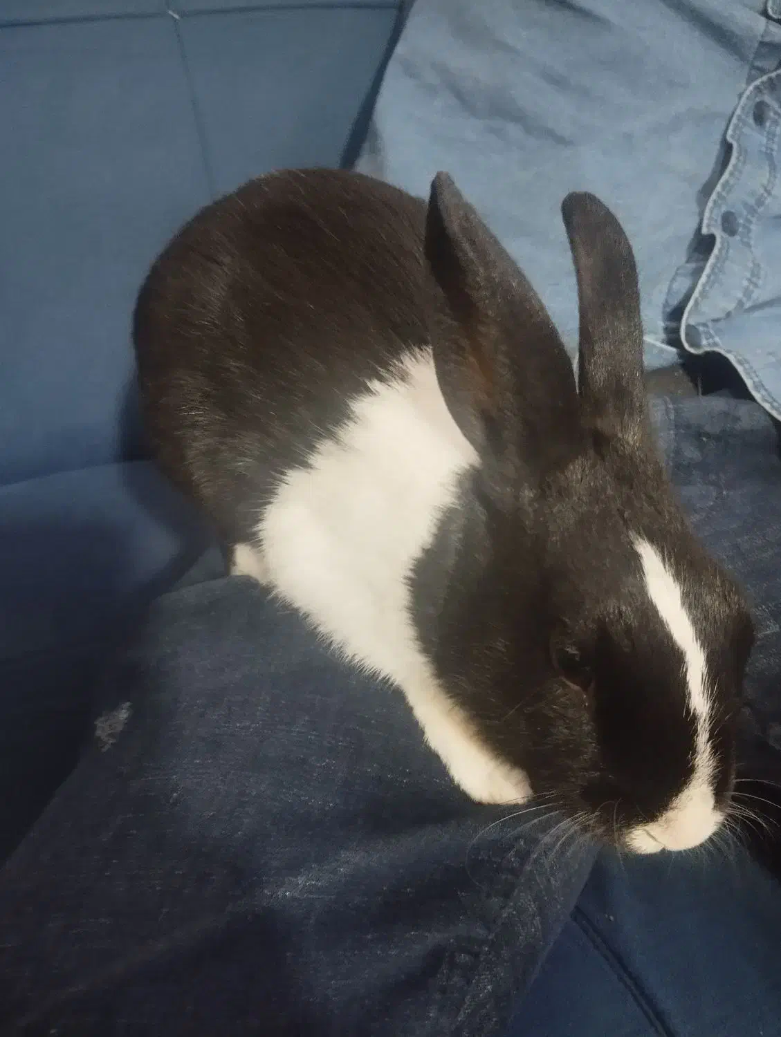 خرگوش|موش و خرگوش|ارومیه, |دیوار