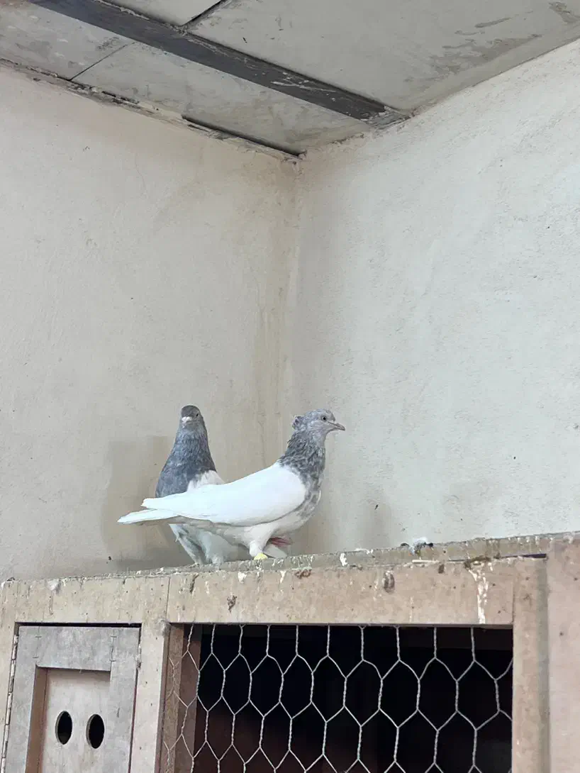 کفتر کله الماسی|پرنده|تهران, هفده شهریور|دیوار