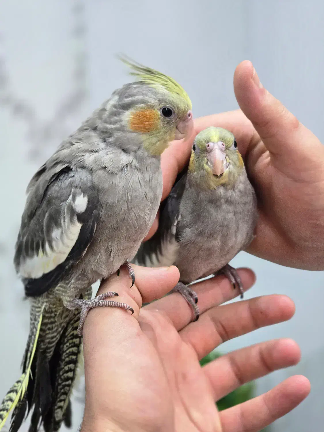 دو عدد عروس سینامون فول دستی|پرنده|شوشتر, |دیوار