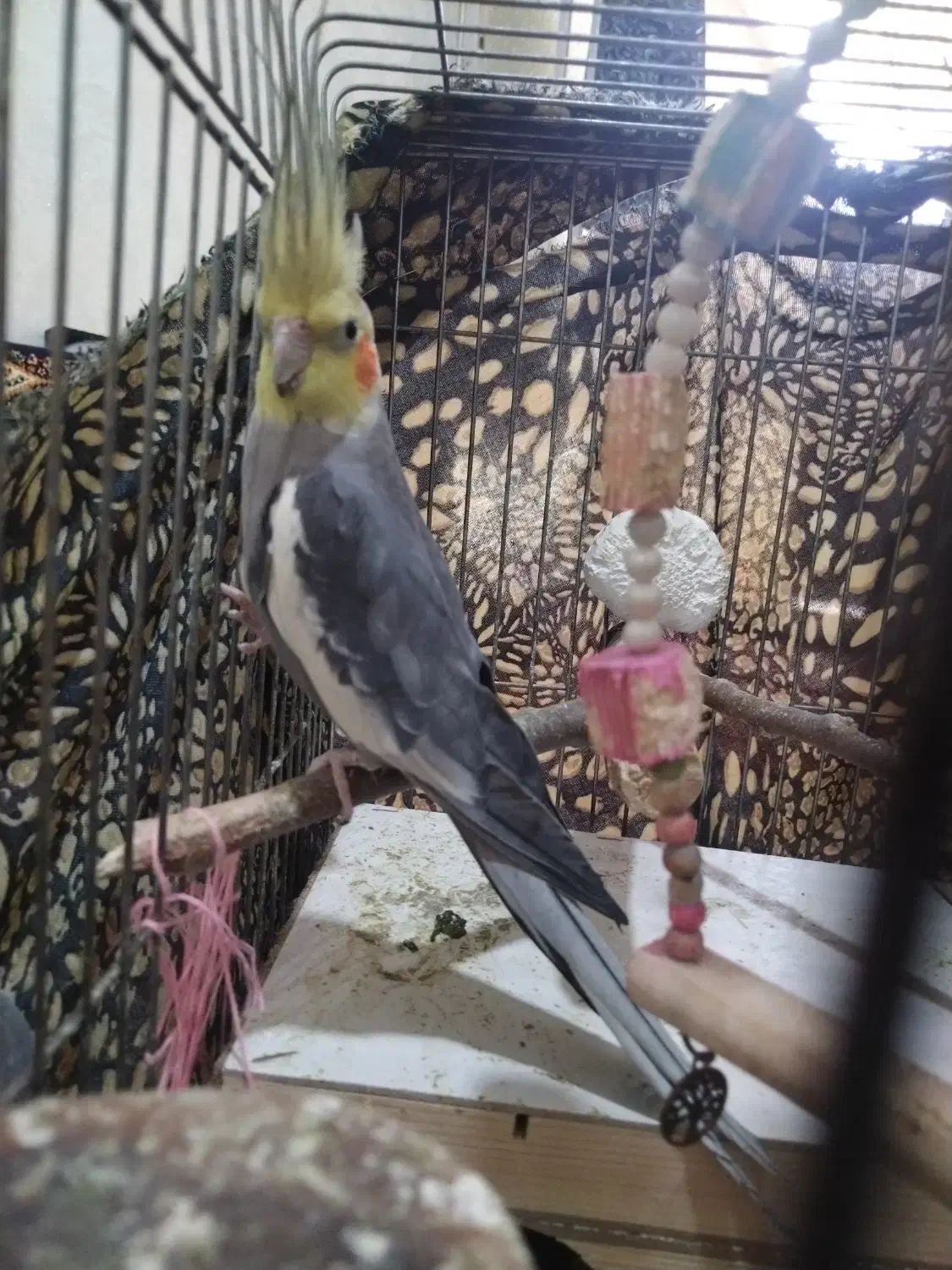 پرنده|پرنده|هشتگرد, ینگی امام|دیوار