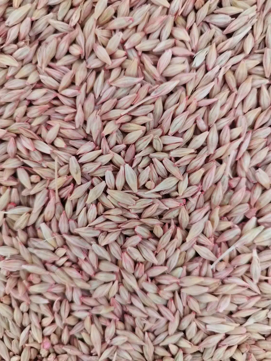 عرضه انواع بذرهای اصلاح شده گندم و جو آبی و دیم|عمدهفروشی|کبودرآهنگ, |دیوار