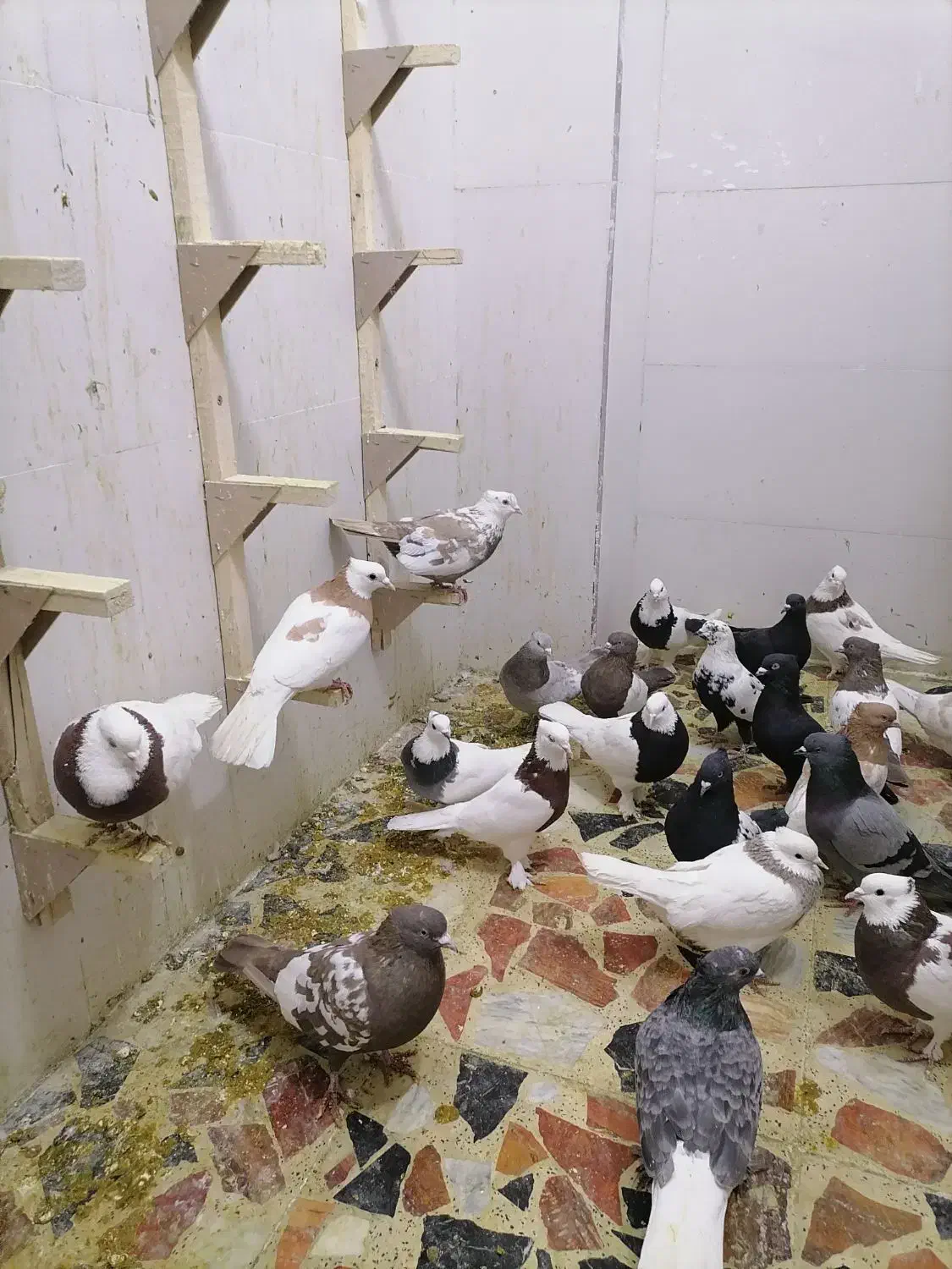 کبوتر ماده|پرنده|شیراز, گویم|دیوار