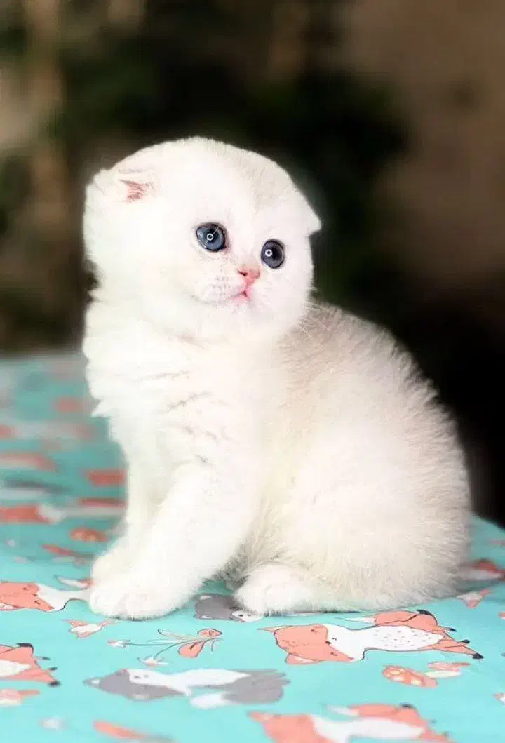 گربه اسکاتیش و بریتیش|گربه|مشهد, امیریه|دیوار