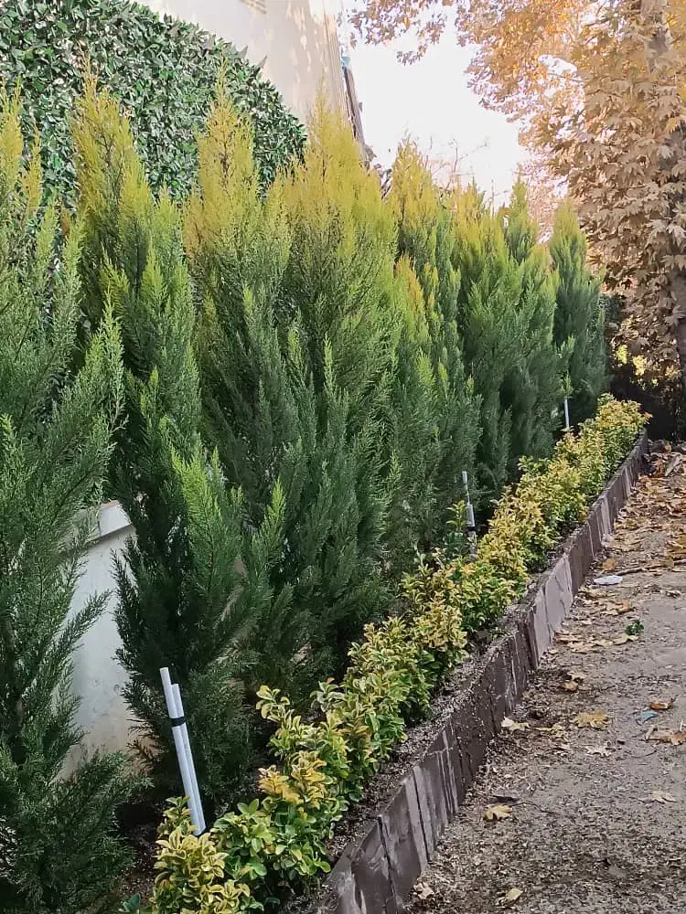 خدمات باغبانی فروش گل و گیاه باغچه کاری کاشت گل|خدمات باغبانی و درختکاری|تهران, هروی|دیوار