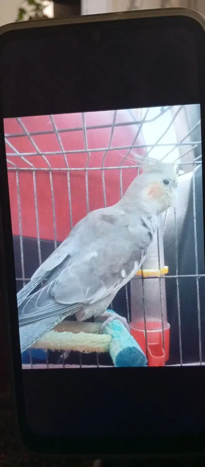 عروس هلندی گمشده|حیوانات|رحیمآباد, |دیوار